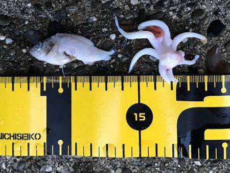 ボトムワインドでアコウ