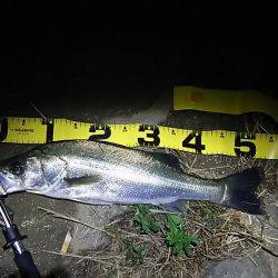 由良川シーバス