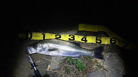 由良川シーバス