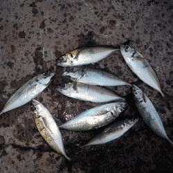 坊勢アジング(2017-7)