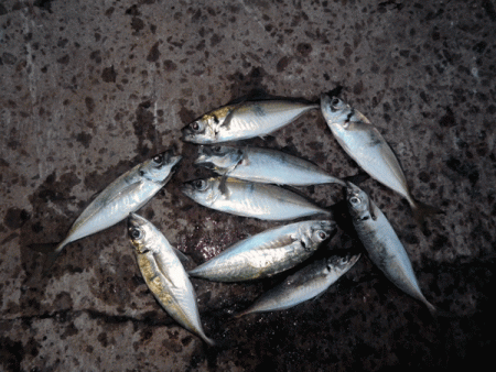 坊勢アジング(2017-7)