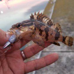 仕事終わりにライトワインド