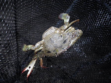 日本海アジング（2017-9）