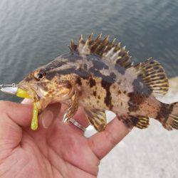 来る日も来る日もライトワインド〜！