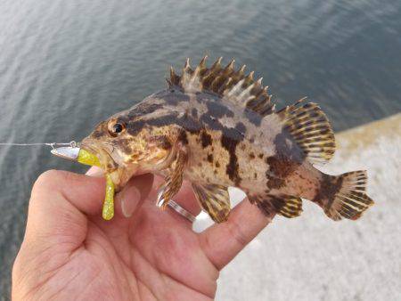 来る日も来る日もライトワインド〜！