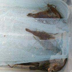 チニングと手長エビ釣り