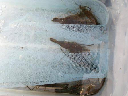 チニングと手長エビ釣り