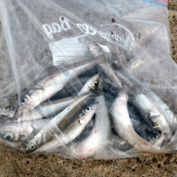 姫路キス(2017-3)