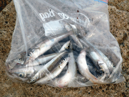 姫路キス(2017-3)