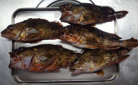 マイボートフィッシング