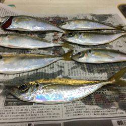 七夕りんくうアジ調査