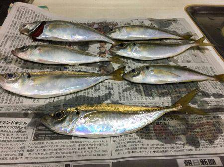 七夕りんくうアジ調査