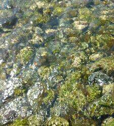 ガルプ！ジグサビキ！