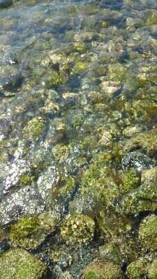 ガルプ！ジグサビキ！