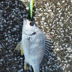 トップチヌ炸裂