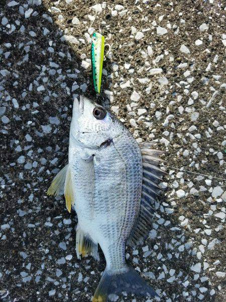 トップチヌ炸裂