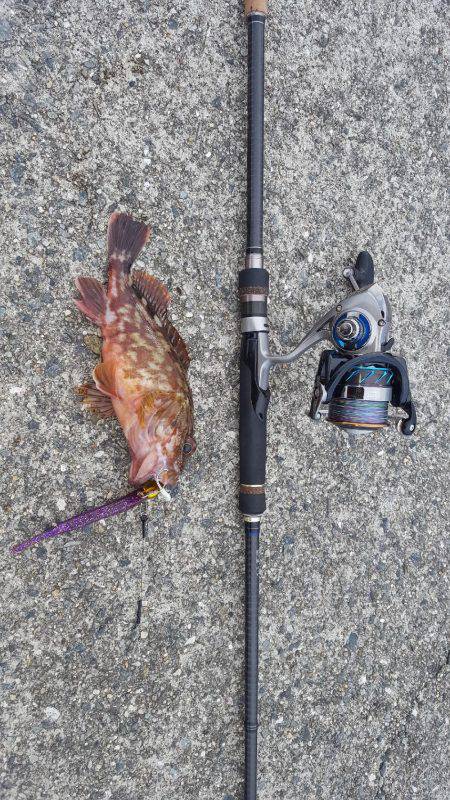 神戸沖堤タチウオワイド‼