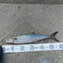 神戸渡船さんにて