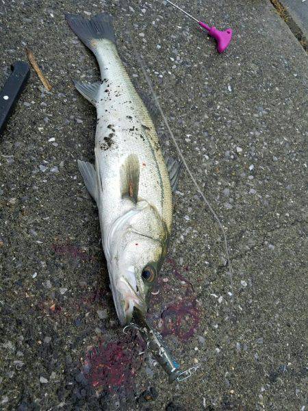 シーバスフィッシング