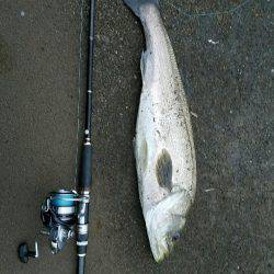 シーバスフィッシング