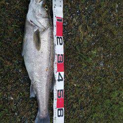 シーバスフィッシング