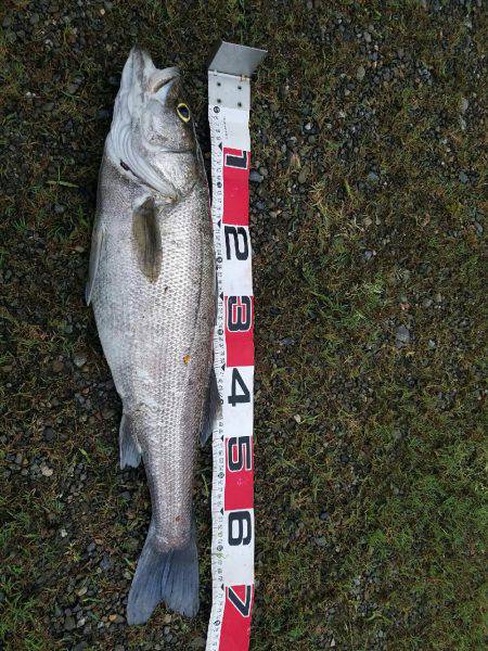 シーバスフィッシング