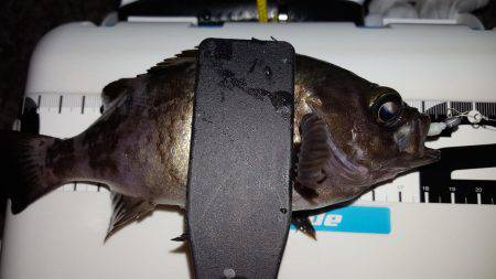 五目ならず爆風苦戦