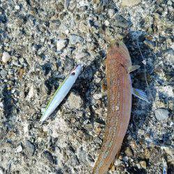 スーパーライトショアジギング！