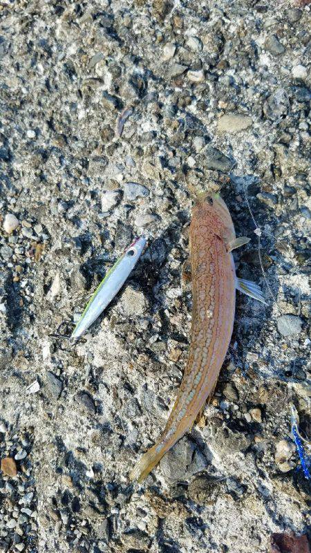 スーパーライトショアジギング！