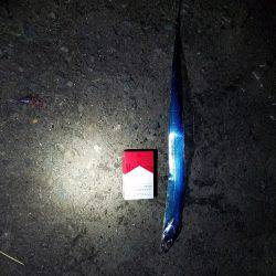 ガセ情報では…(-“”-;)