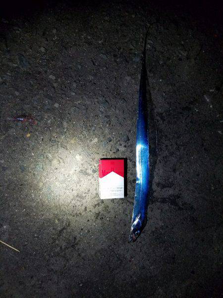 ガセ情報では…(-“”-;)