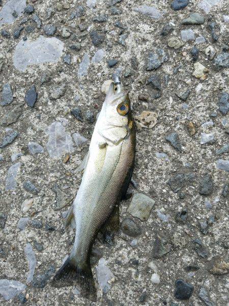 シーバスゲーム