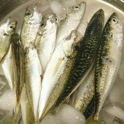 今日も小サバゲーム