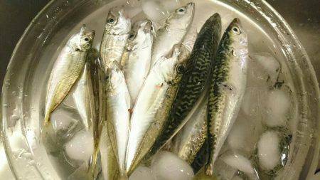 今日も小サバゲーム