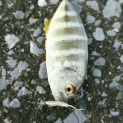 エバ、メッキがいっぱい