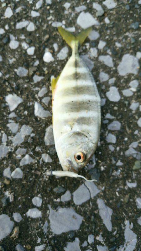 エバ、メッキがいっぱい