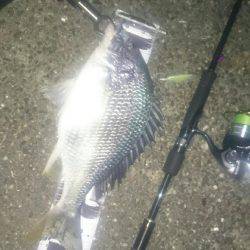 今日はシーバス狙い