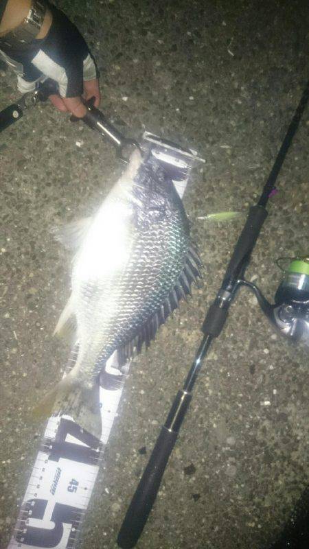 今日はシーバス狙い