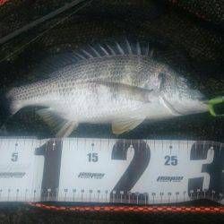 朝シーバスを求めて❗