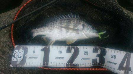 朝シーバスを求めて❗