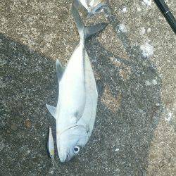 エバことメッキ35㎝ギンガメアジ