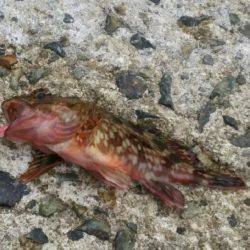 りんくうアジ調査