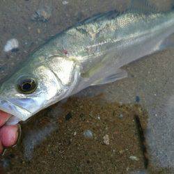 夕涼みハゼククランキング