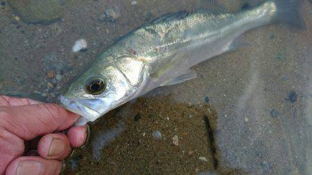 夕涼みハゼククランキング