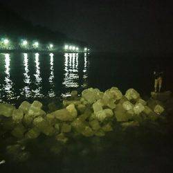 おこぼれアオリイカ狩り