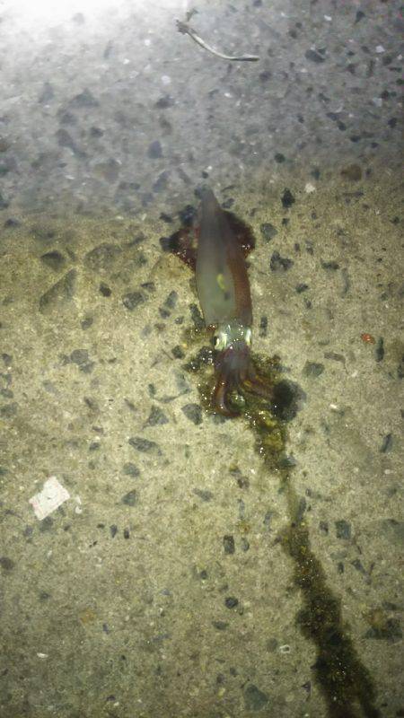 ケンサキイカ、シーズンインしました！