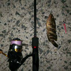 シブシブシブーい