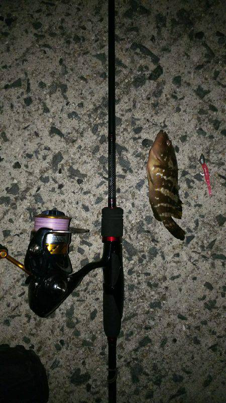 シブシブシブーい