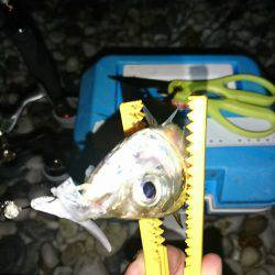 豆アジが少し大きくなってます。