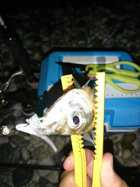 豆アジが少し大きくなってます。